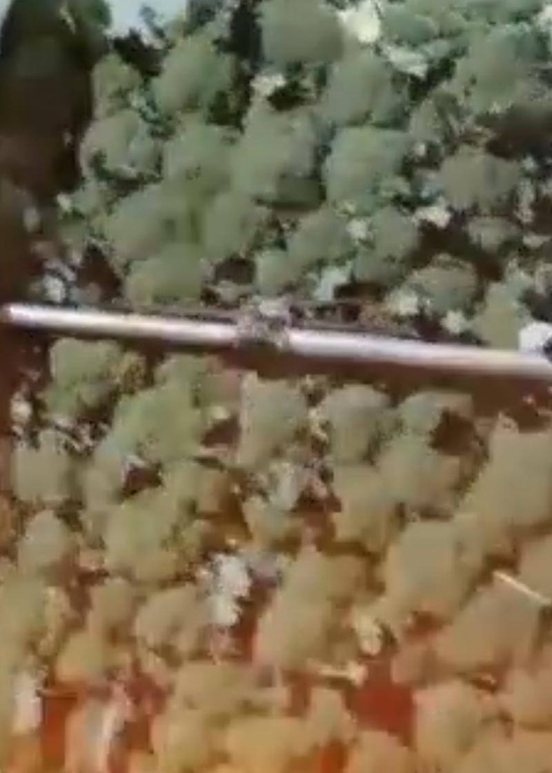 西兰花，精品西兰花菜，大量现货，质量好，价格便宜，