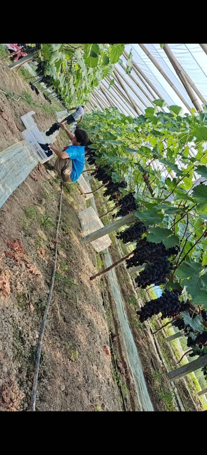 纯甜夏黑葡萄成熟了