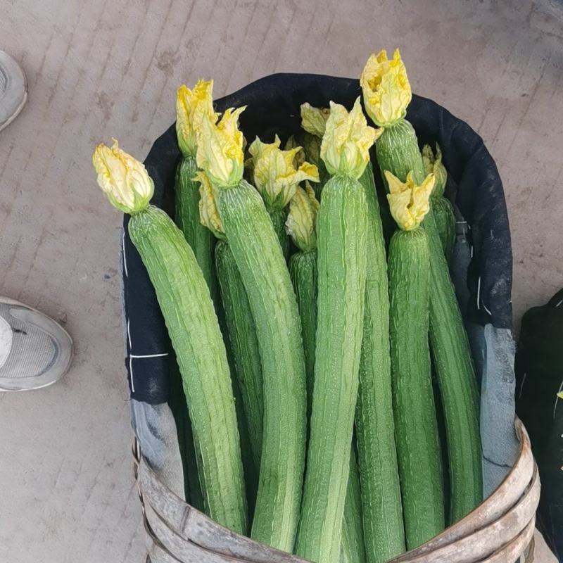 精品鲜花丝瓜