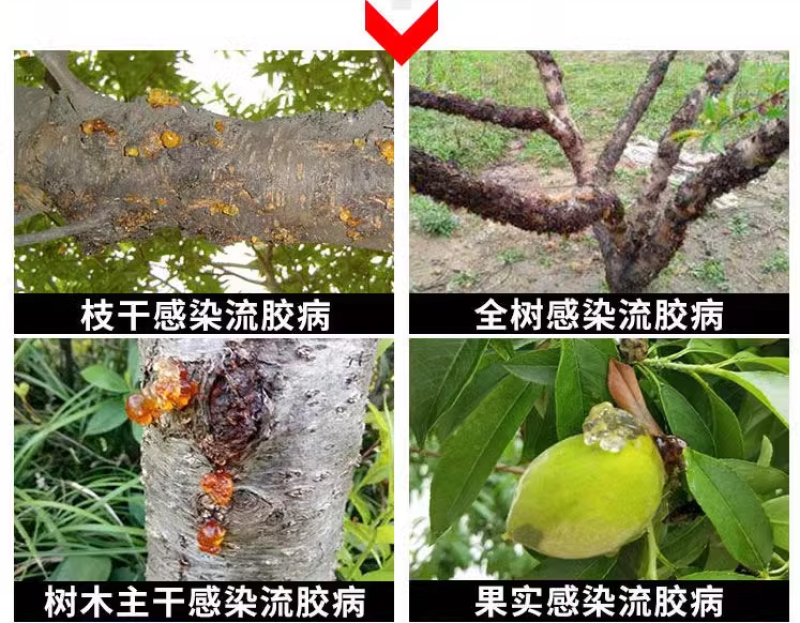 桃流胶穿孔净桃树果树流胶溃疡穿孔病专用药微生物菌剂