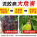 桃流胶穿孔净桃树果树流胶溃疡穿孔病专用药微生物菌剂