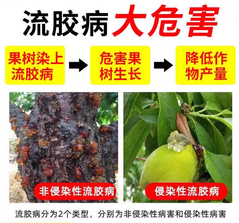 桃流胶穿孔净桃树果树流胶溃疡穿孔病专用药微生物菌剂