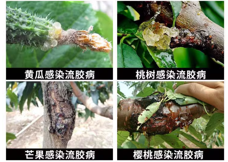 桃流胶穿孔净桃树果树流胶溃疡穿孔病专用药微生物菌剂