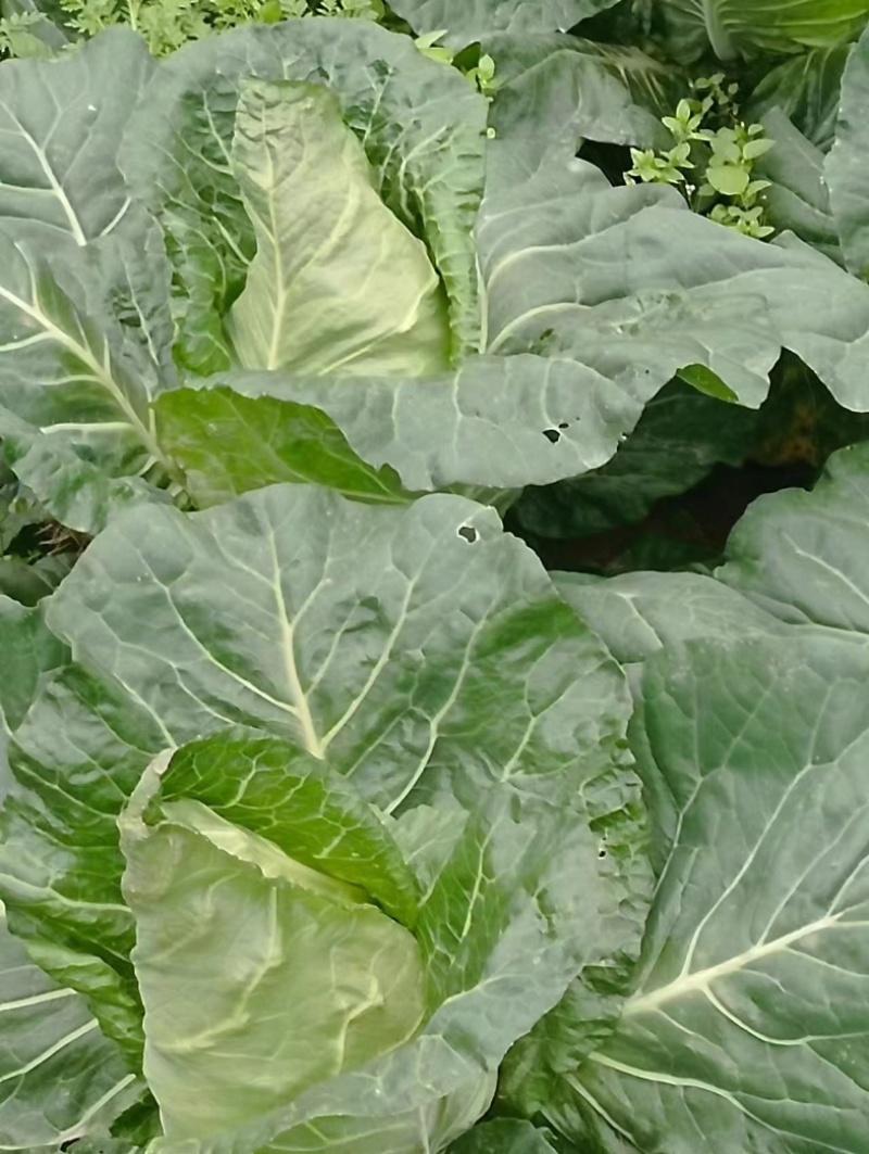 湖北恩施黄心大白菜大量上市中产地直发一手货源