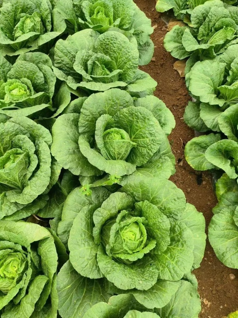 湖北恩施黄心大白菜大量上市中产地直发一手货源