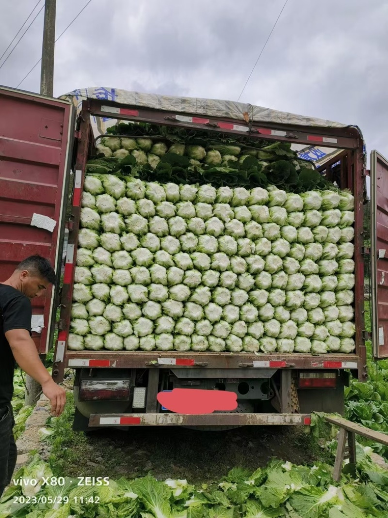 湖北恩施黄心大白菜大量上市中产地直发一手货源