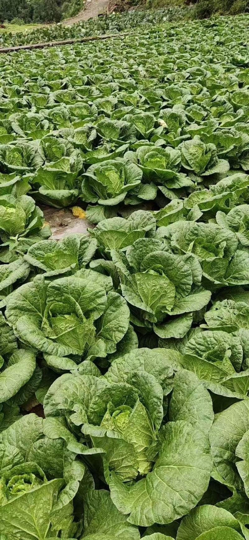 湖北恩施黄心大白菜大量上市中产地直发一手货源