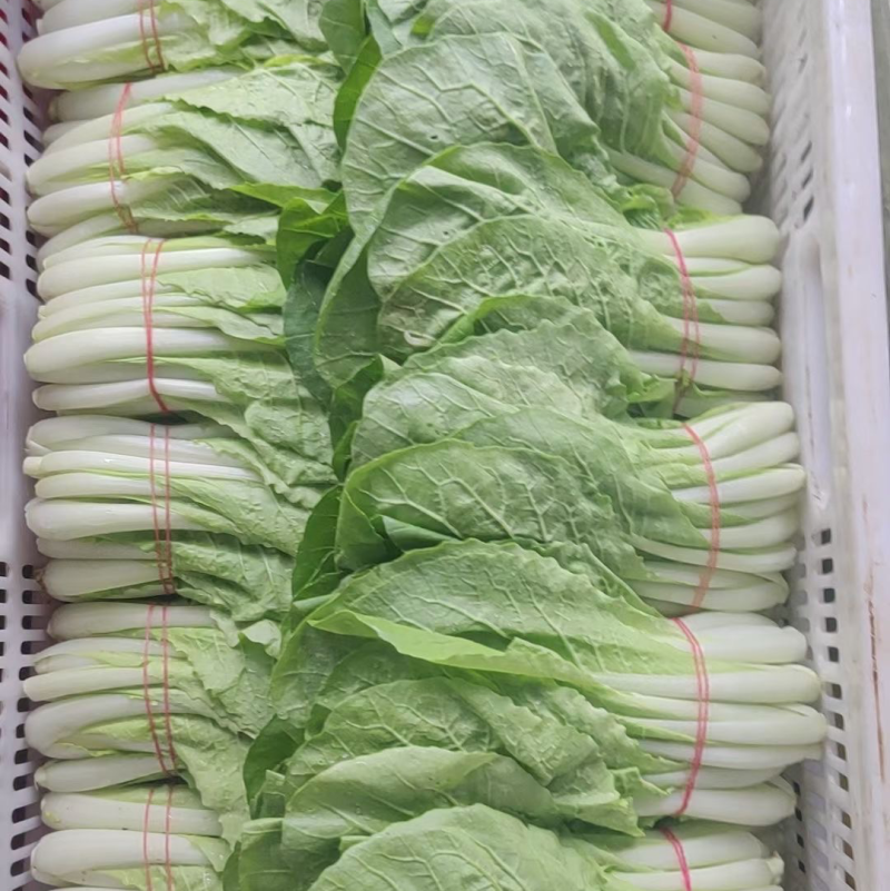 精品扎把小白菜电商平台超市专供，货源稳定