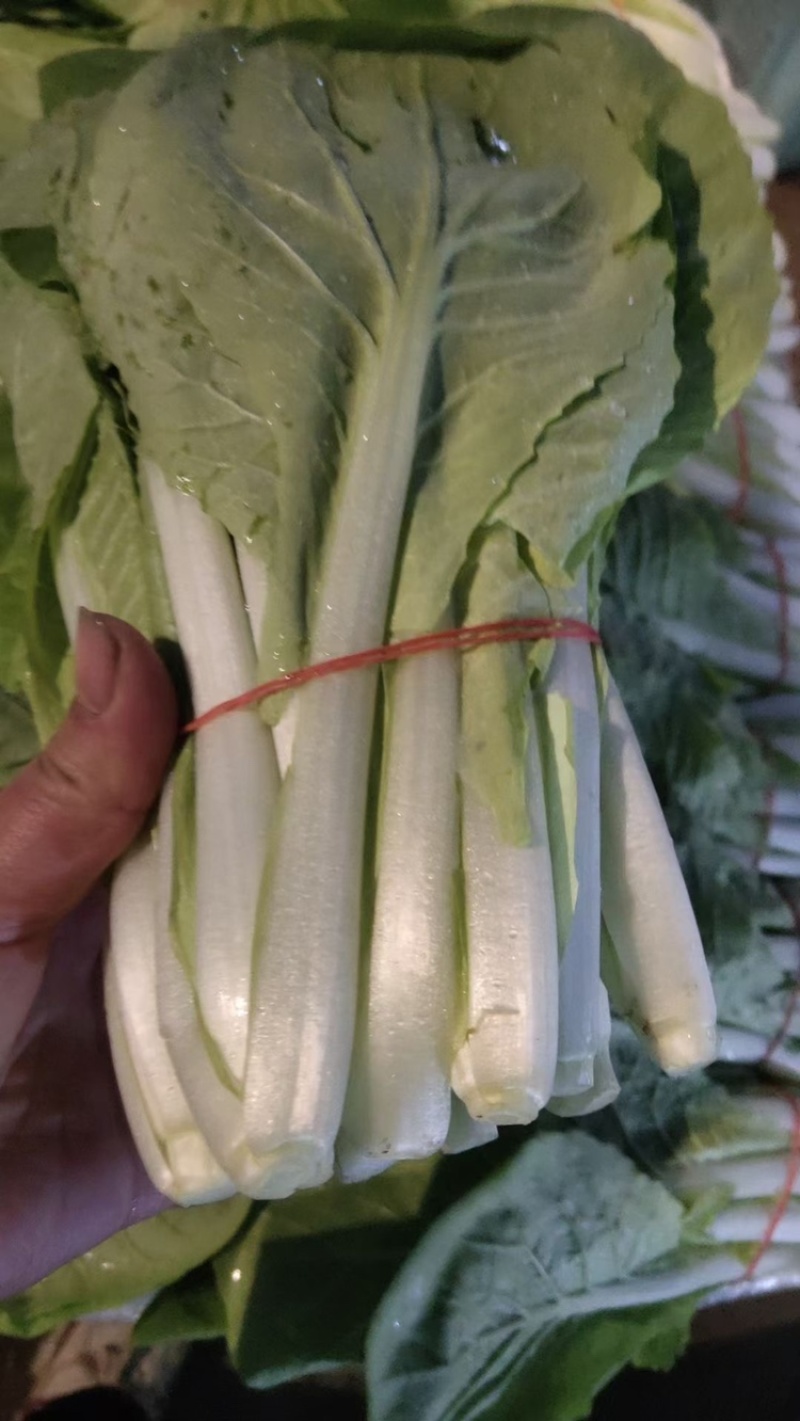 精品扎把小白菜电商平台超市专供，货源稳定