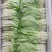 精品扎把小白菜电商平台超市专供，货源稳定