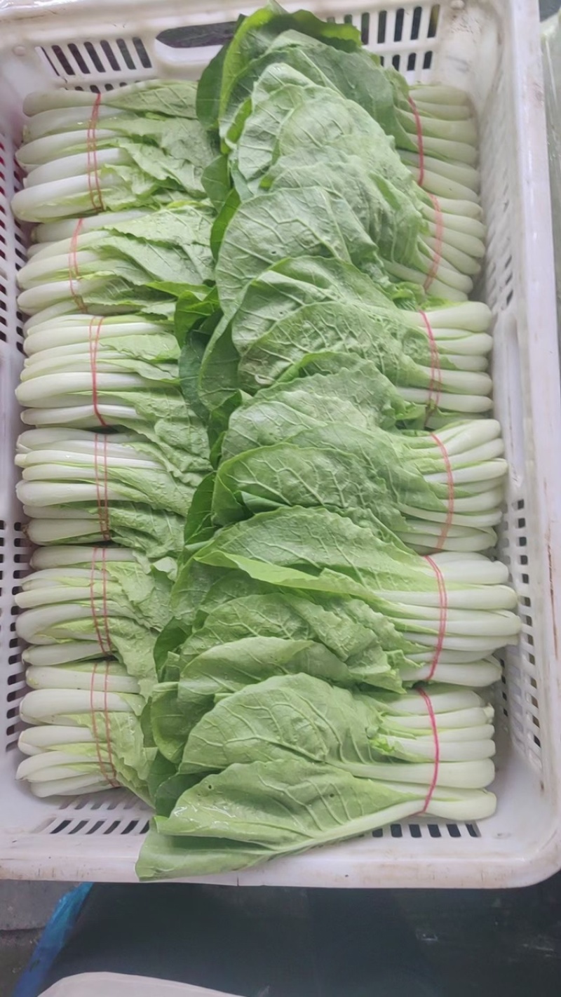 精品扎把小白菜电商平台超市专供，货源稳定