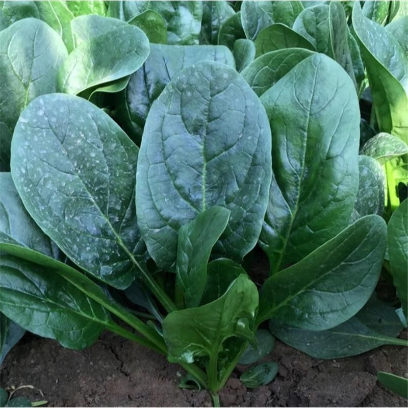 杂交直立菠菜种子黑圆叶厚叶趴地菠菜种籽抗病高产大田种孑