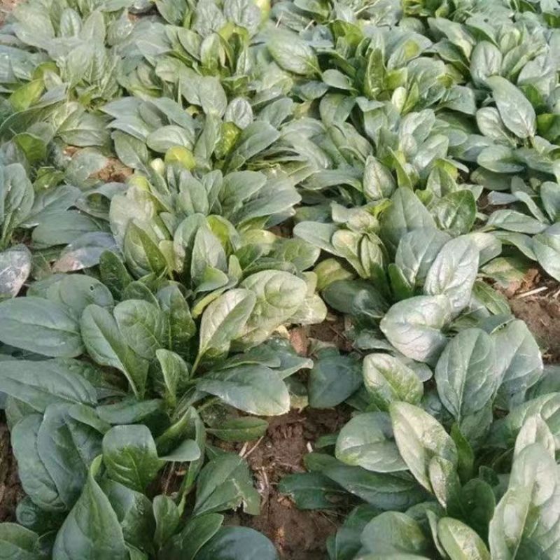 杂交直立菠菜种子黑圆叶厚叶趴地菠菜种籽抗病高产大田种孑