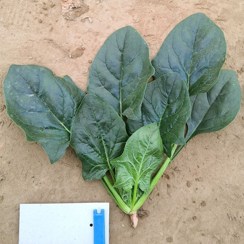 杂交直立菠菜种子黑圆叶厚叶趴地菠菜种籽抗病高产大田种孑