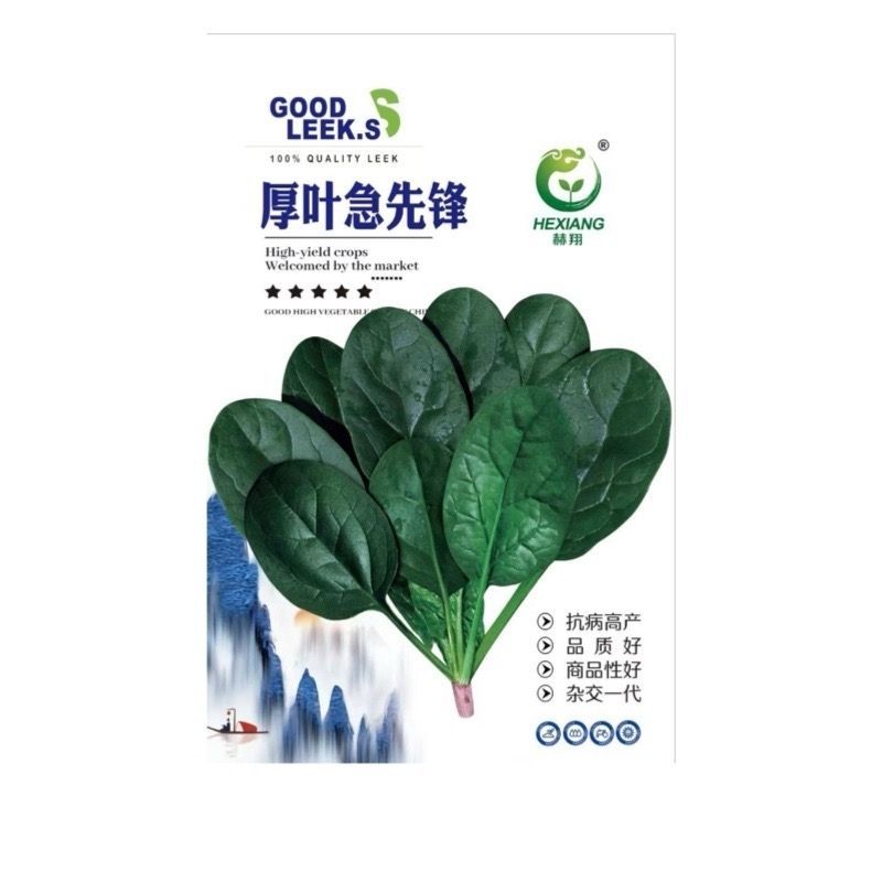 杂交直立菠菜种子黑圆叶厚叶趴地菠菜种籽抗病高产大田种孑