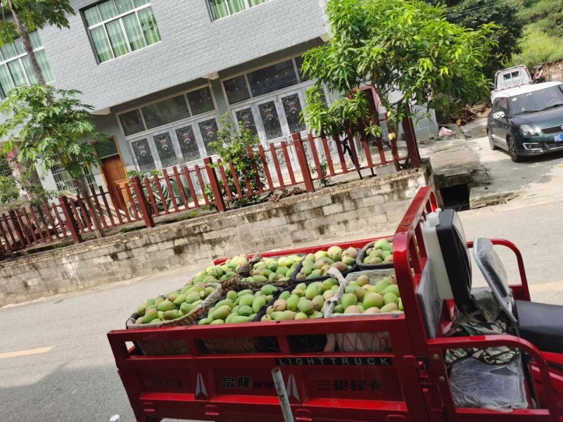 芒果台农一号预计10月份大量上市，有需要老板可以提前联系