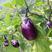 贵州紫皮茄子大量供应，个大饱满，软糯新鲜产地直发欢迎选购