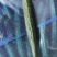 山东莘县密刺黄瓜一级二级通货欢迎各位老板
