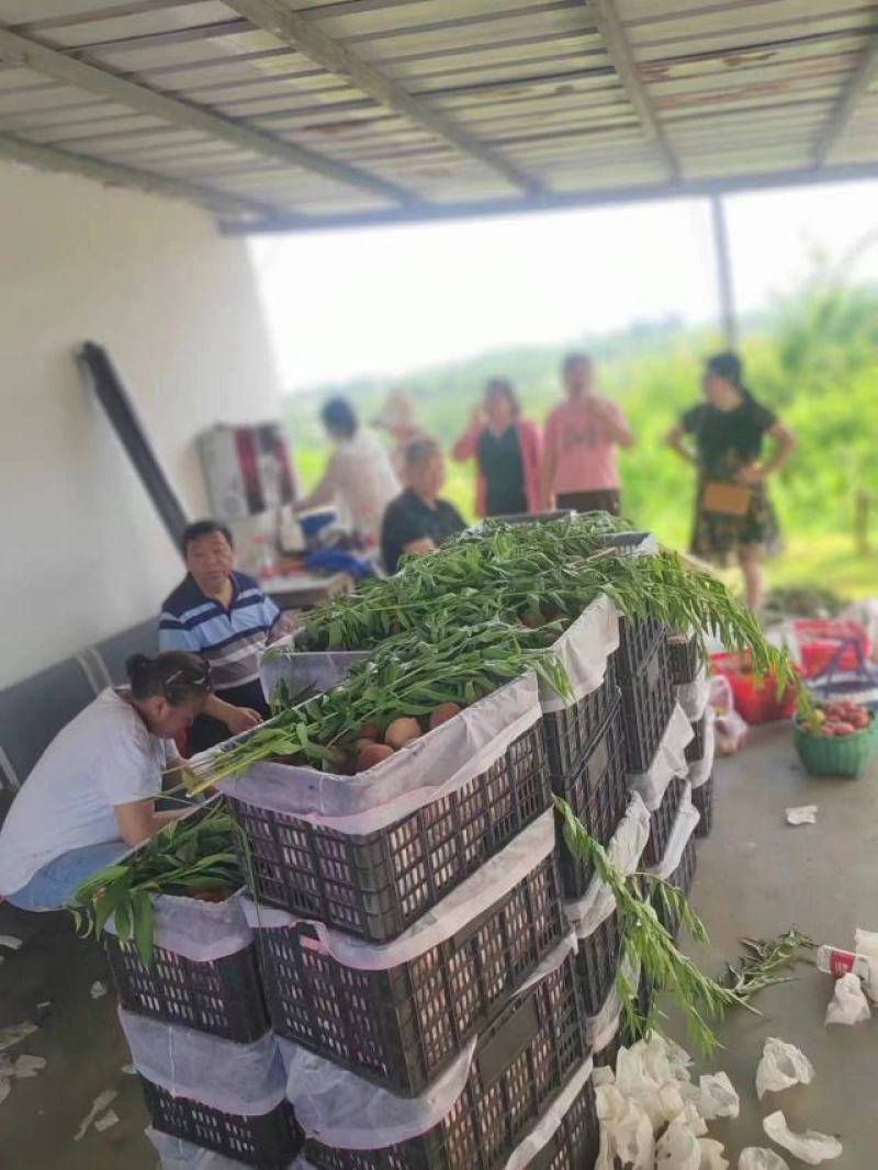 春雪桃自家种植，一手货源，量大从优新鲜采摘发货零售批发
