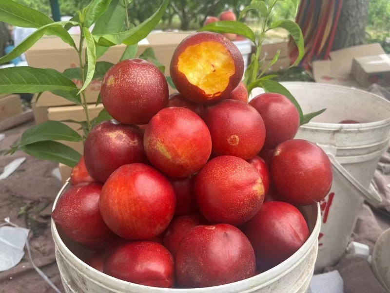 砀山精品油桃，，黄油桃大量供应，