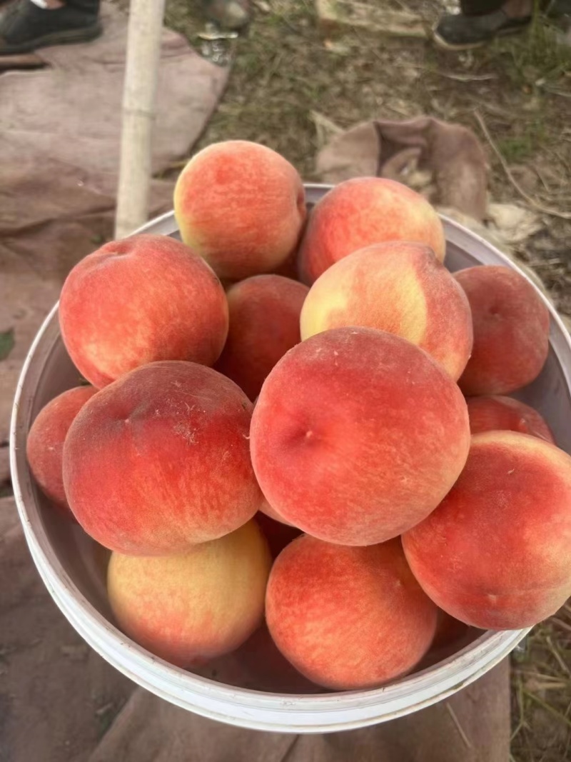 砀山精品油桃，，黄油桃大量供应，