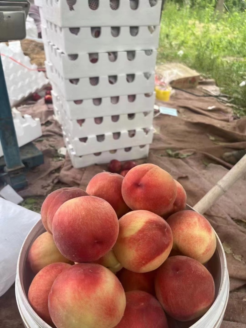 砀山精品油桃，，黄油桃大量供应，