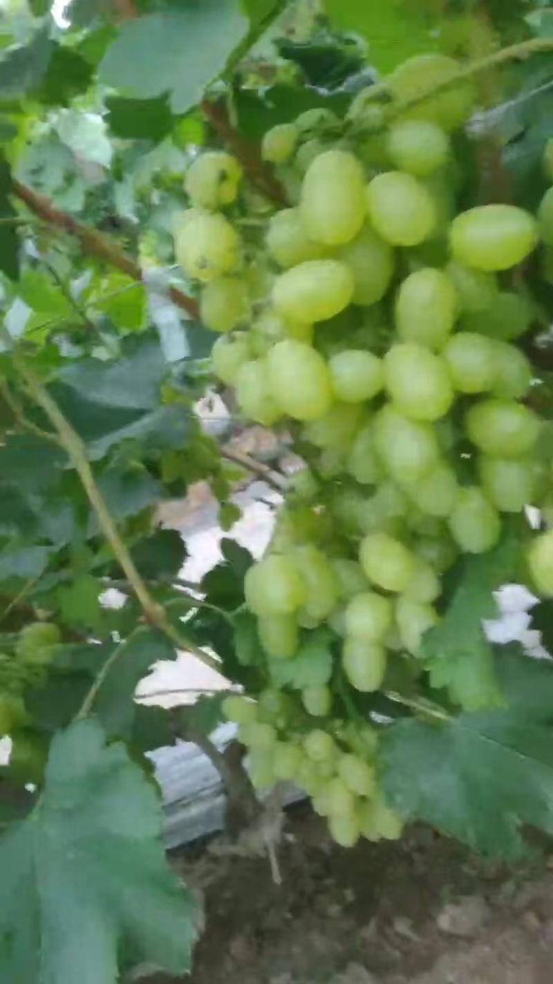 维多利亚葡萄，无核葡萄大量供应大量上市，欢迎来电