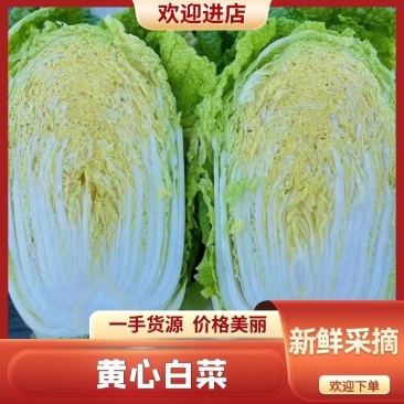 【大白菜】精品大白菜保质保量诚信经营专业实力代办