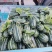 山东精品博洋9大量上市可供电商市场商超欢迎老板来电
