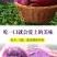 包邮【香甜紫薯】沙地紫薯10斤新鲜紫罗兰红薯蜜薯紫地瓜
