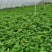 空心菜量大从优，货源充足欢迎来电骚扰