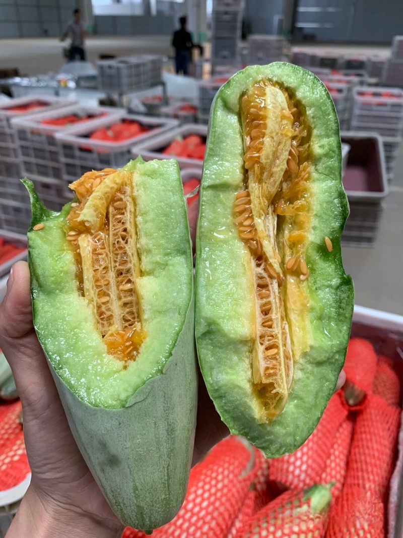 【精品羊角蜜】河北新乐基地直供质量保证一手货源欢迎订购