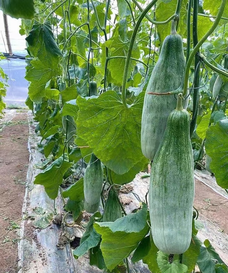 【精品羊角蜜】河北新乐基地直供质量保证一手货源欢迎订购