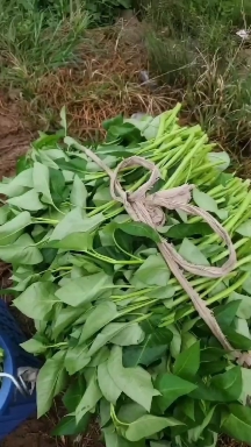 空心菜量大从优，货源充足欢迎来电骚扰