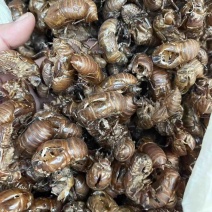 大蝉蜕