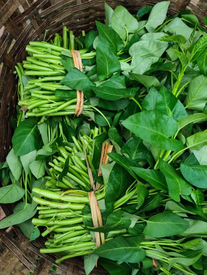 空心菜量大从优，货源充足欢迎来电骚扰