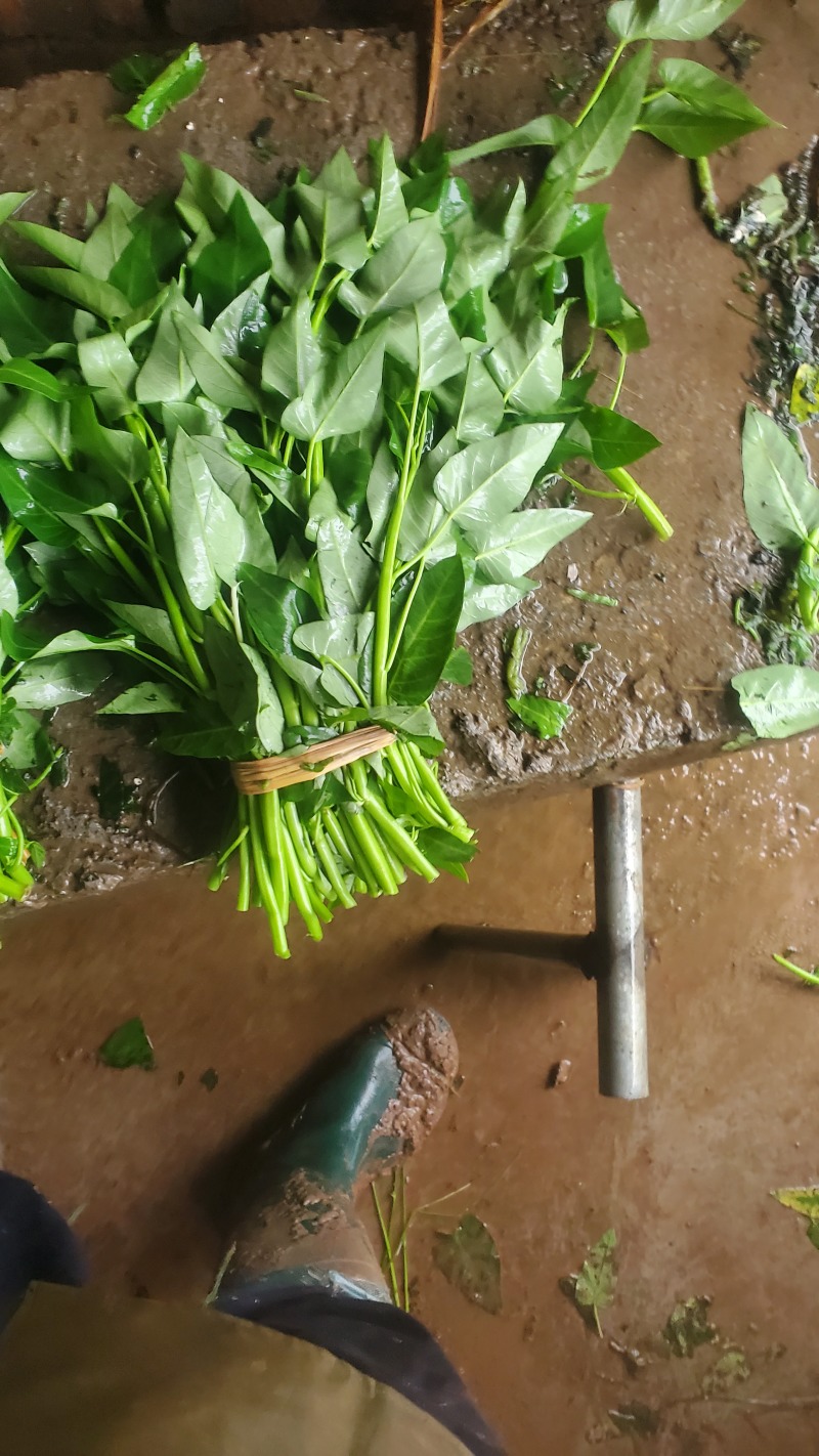 空心菜量大从优，货源充足欢迎来电骚扰