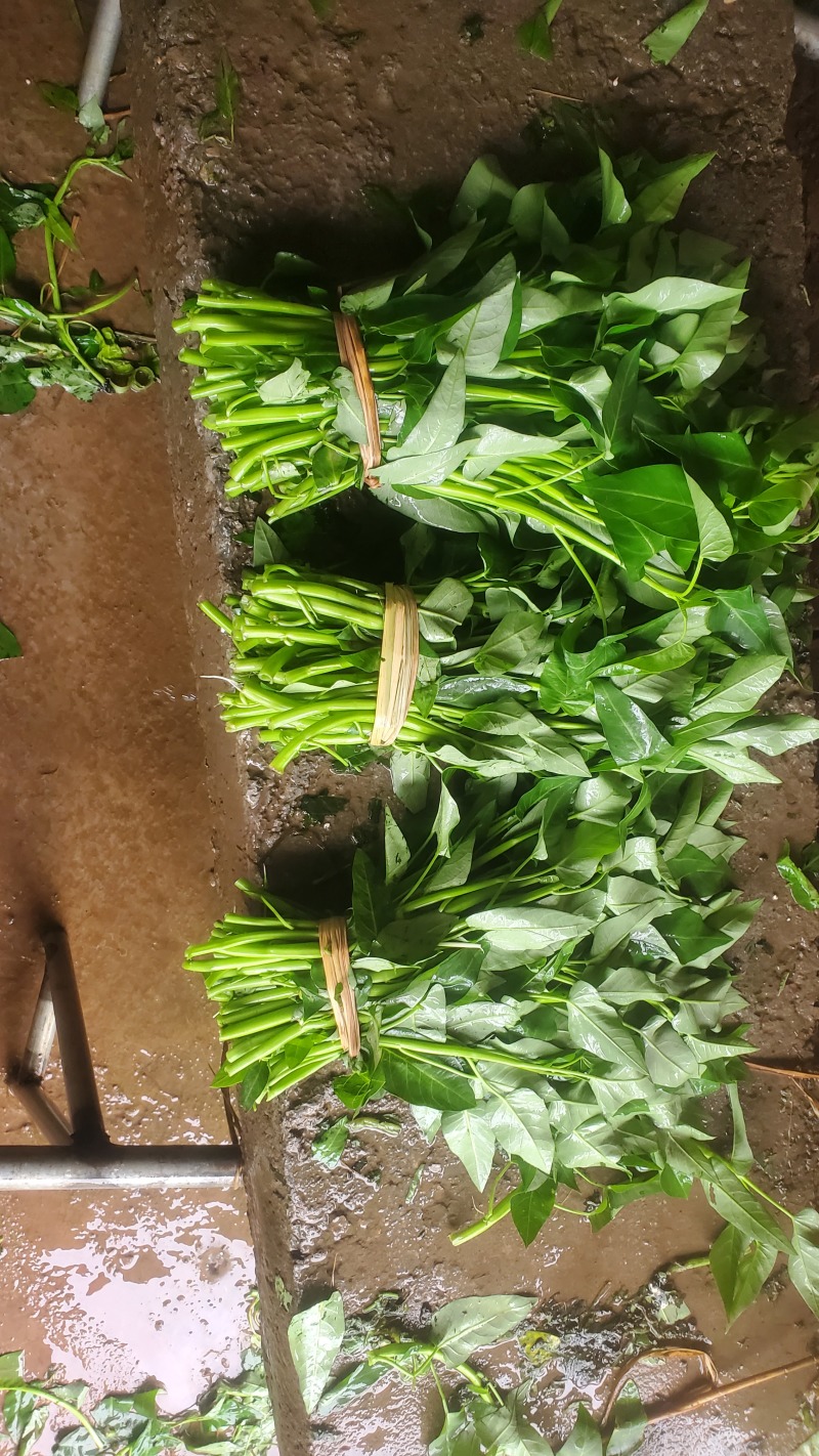 空心菜量大从优，货源充足欢迎来电骚扰