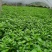 空心菜量大从优，货源充足欢迎来电骚扰