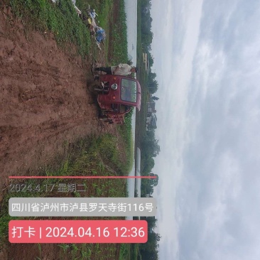 空心菜量大从优，货源充足欢迎来电骚扰