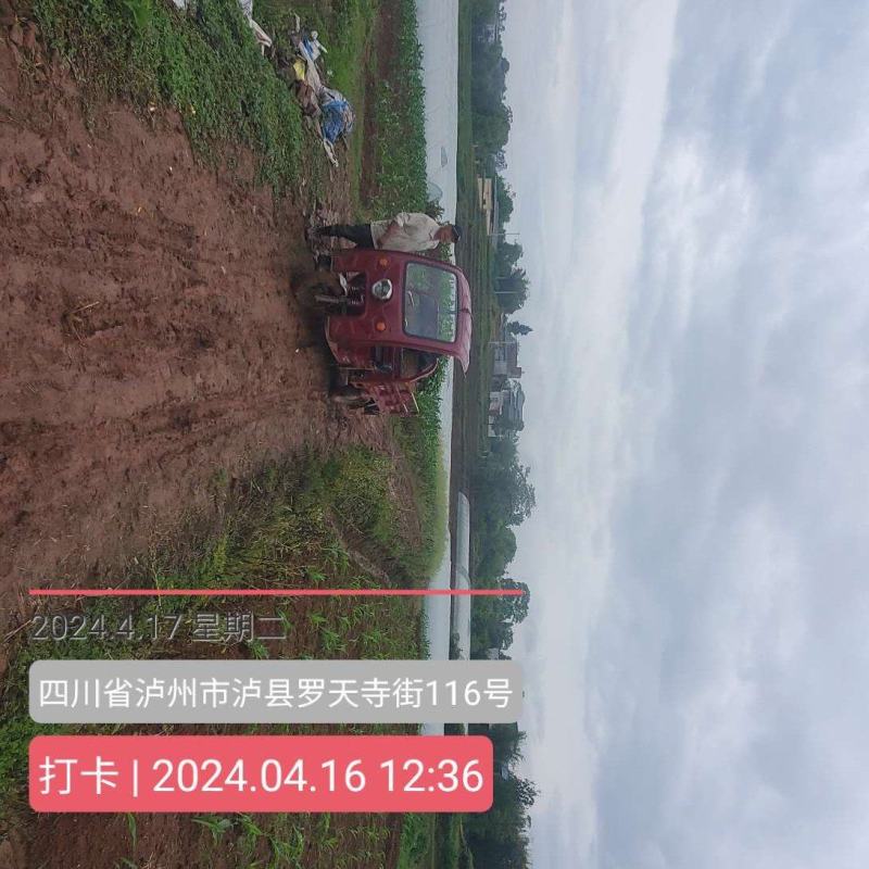 空心菜量大从优，货源充足欢迎来电骚扰