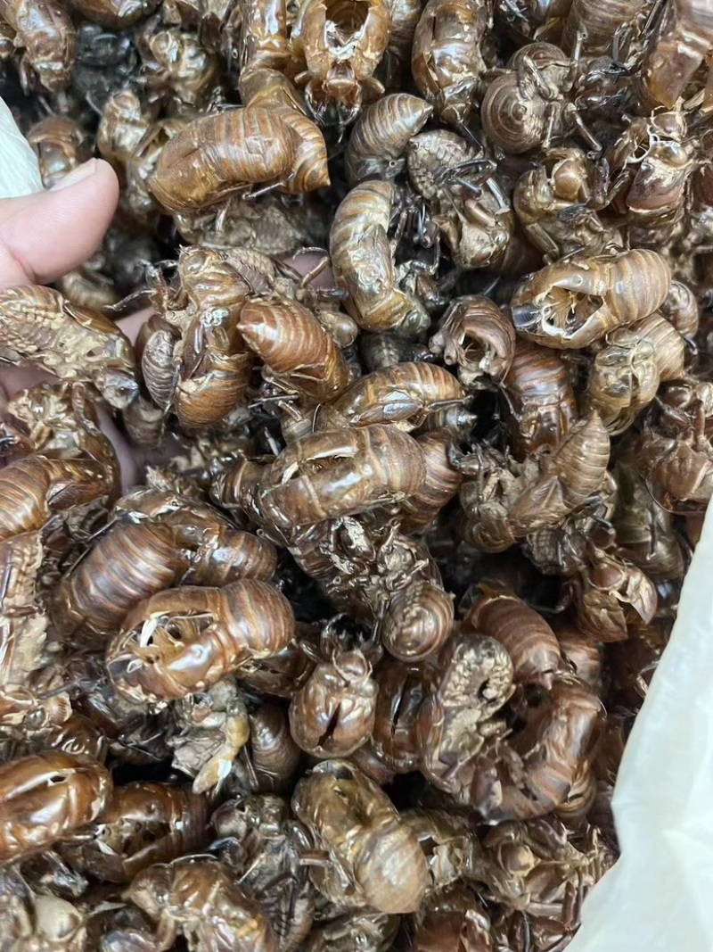 大蝉蜕