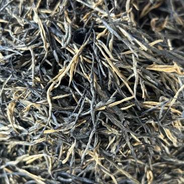 高香松针茶叶云南绿茶新茶