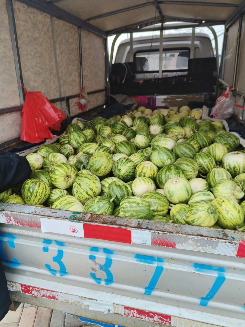 山东费县天香2号大量上市可供电商市场商超欢迎洽谈