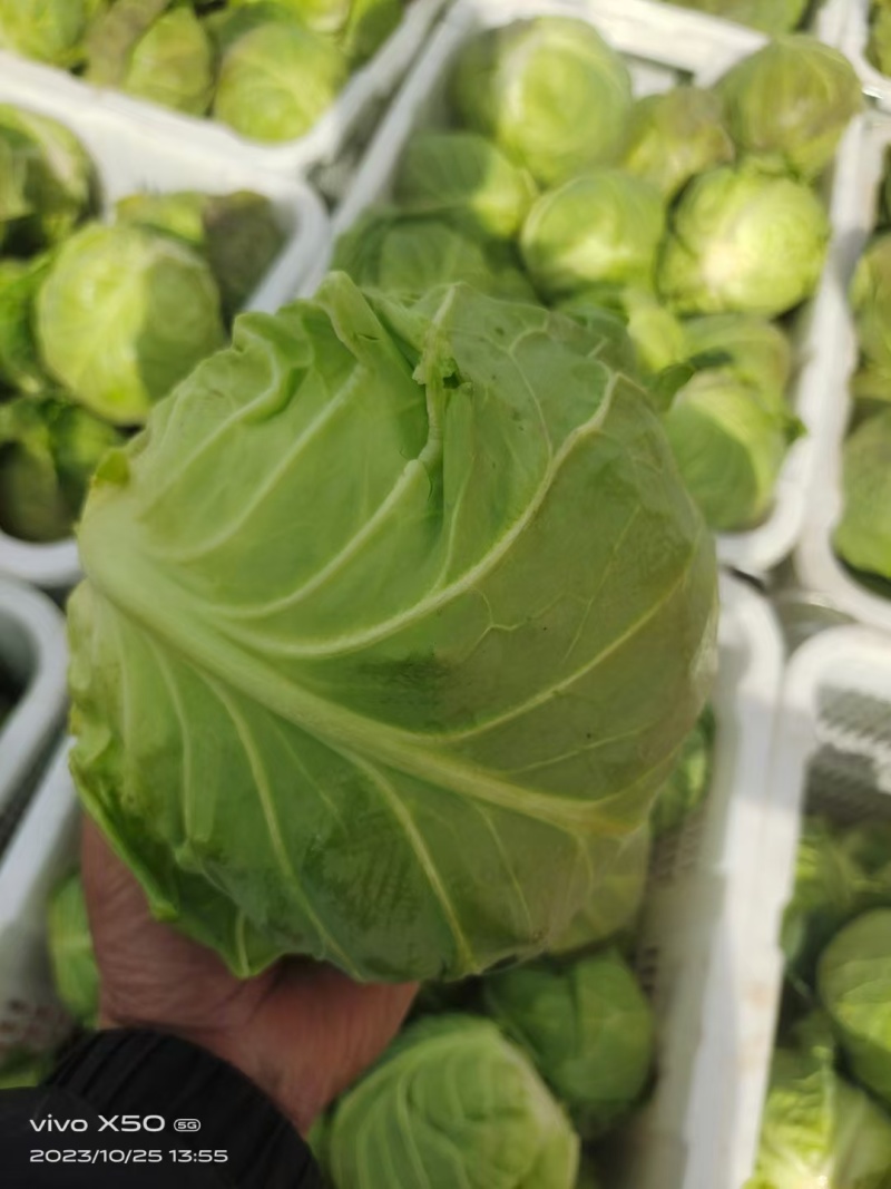 【实力商家】精品包菜大量供应代发全国货源充足