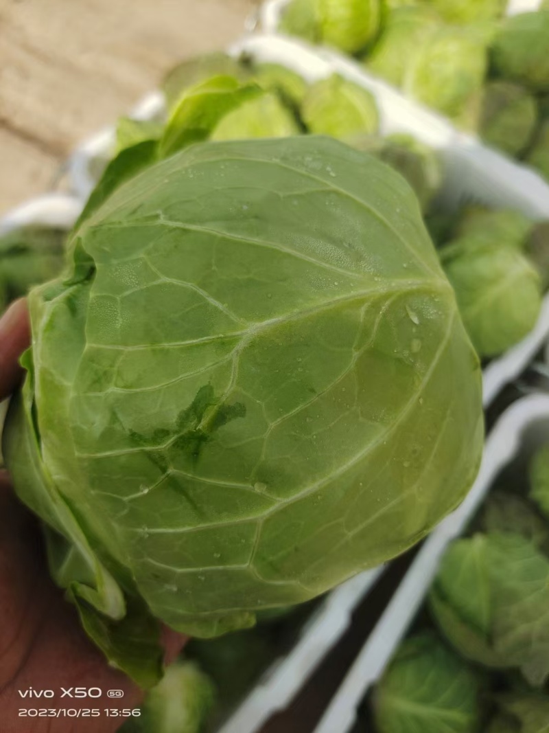 【实力商家】精品包菜大量供应代发全国货源充足
