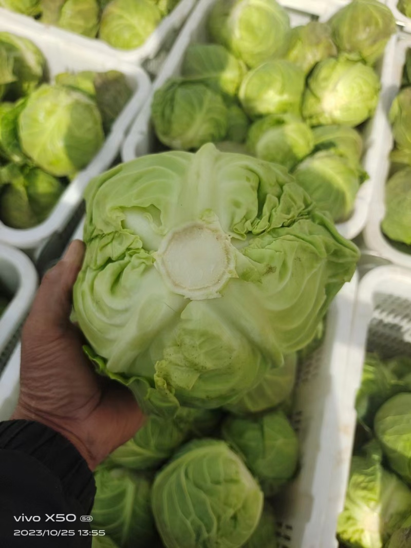 【实力商家】精品包菜大量供应代发全国货源充足