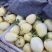 山东费县星甜24大量上市规格齐全量大从优欢迎洽谈