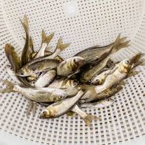 四川鲢鱼苗花白都有大口鲢鱼生长快适应性强好养殖提供技术