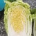 【大白菜】精品大白菜保质保量诚信经营专业实力代办